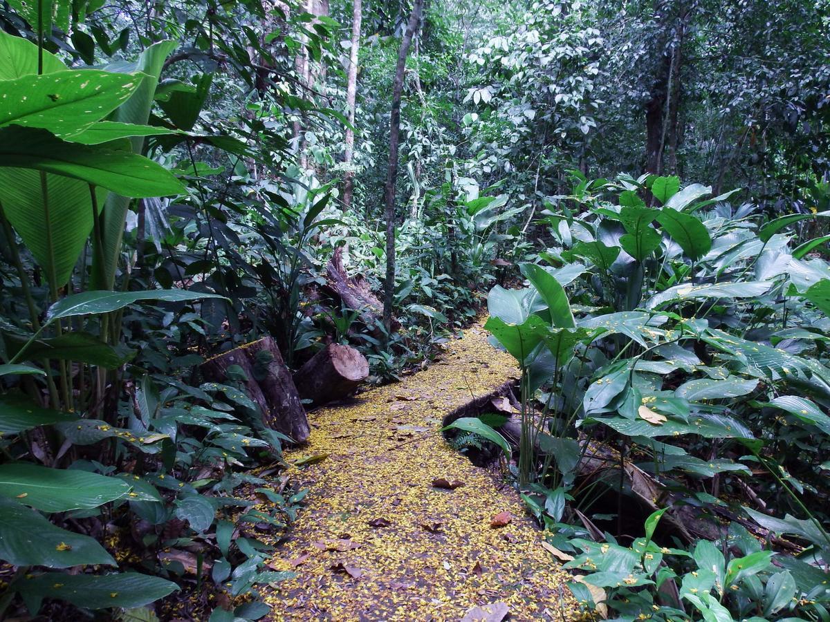 Selva Color - Forest & Beach Ecolodge Quebrada Ganado Kültér fotó